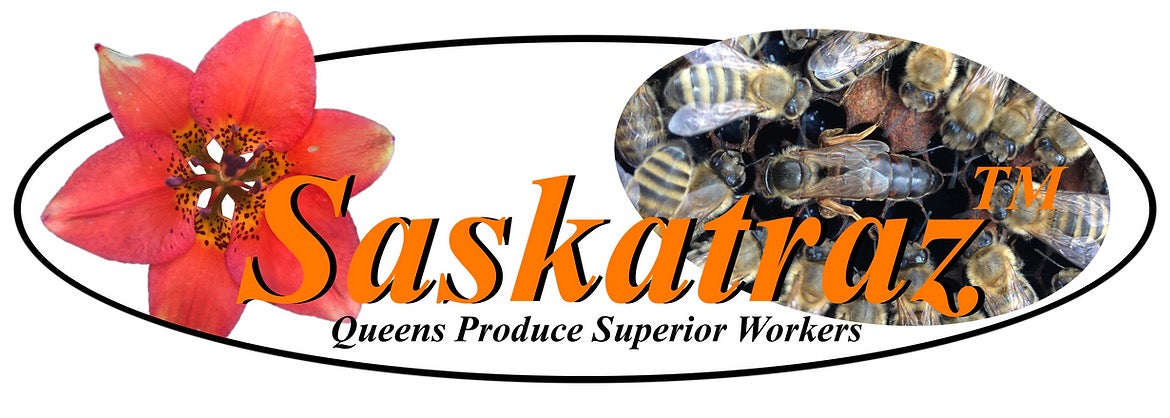 Saskatraz Queens - Olivarez - Week of May 11th-15th